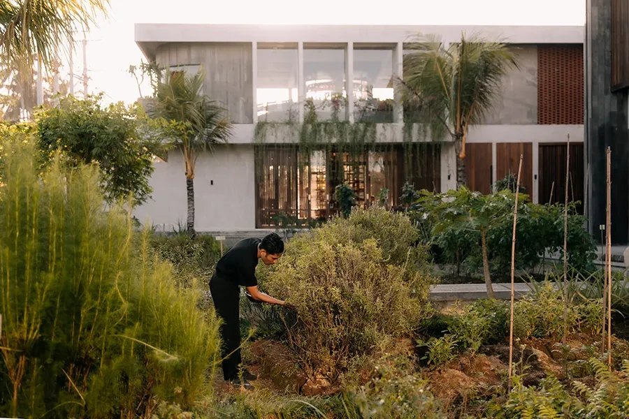 A chef harvesting fresh ingredients from the lush edible garden at Syrco BASE Restaurant and bar, highlighting their farm-to-table culinary philosophy.