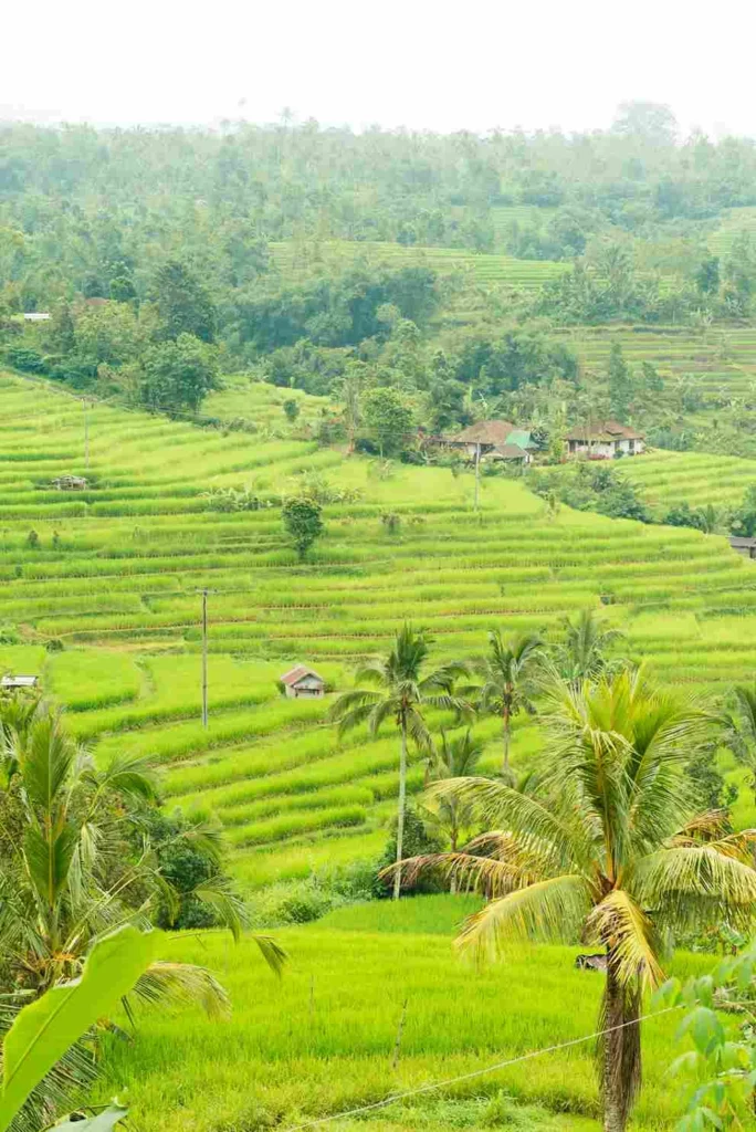 Tabanan Rice Paddies